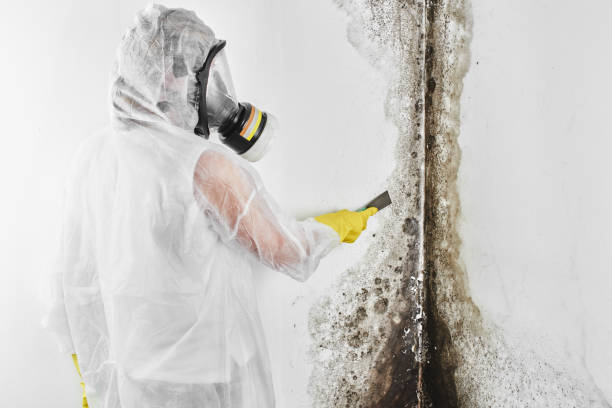 Best Black Mold Removal  in Glenwood, IA