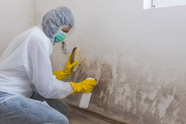 Best Mold Damage Repair  in Glenwood, IA