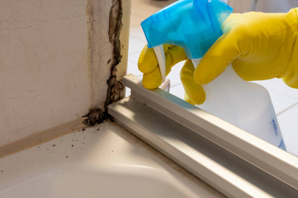 Best Mold Cleaning Services  in Glenwood, IA