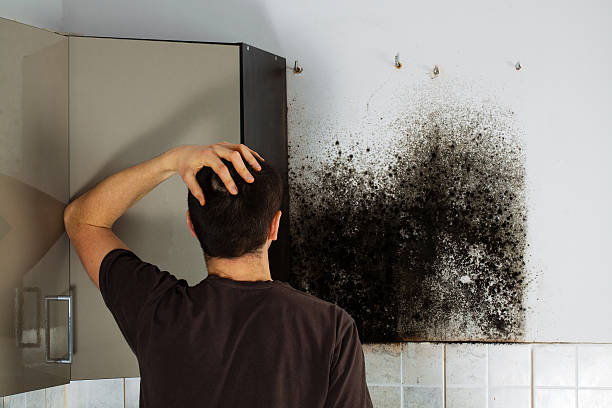 Best Local Mold Removal Service  in Glenwood, IA